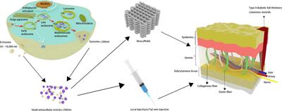 Efficacy of MSC-derived small extracellular vesicles in treating type II diabetic cutaneous wounds: a systematic review and meta-analysis of animal models